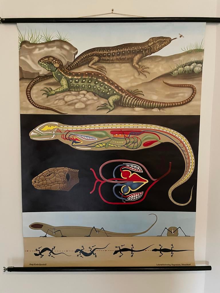 Vintage Schoolplaat Hagedis - Jung-Koch-Quentell, Antiek en Kunst, Antiek | Schoolplaten, Ophalen of Verzenden, Natuur en Biologie