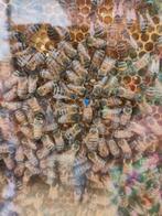 Bijenvolk buckfast f1, Dieren en Toebehoren, Insecten en Spinnen, Bijen