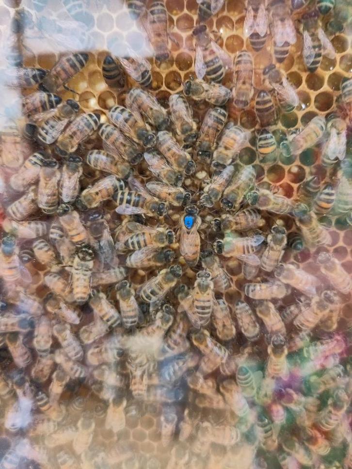 Bijenvolk buckfast f1, Dieren en Toebehoren, Insecten en Spinnen, Bijen