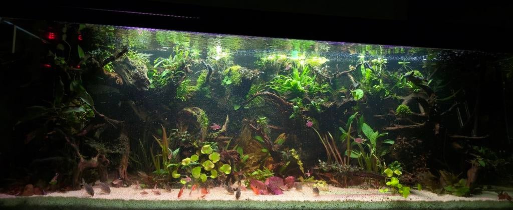 20x corydoras sterbai kweekgroep, Vis