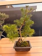 Pinus contorta Douglas bonsai, Overige soorten, Volle zon, Vaste plant, Ophalen of Verzenden