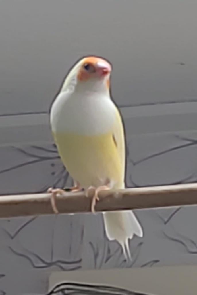 Te koop gele gouldamadine pop, Dieren en Toebehoren, Vogels | Overige Vogels, Vrouwelijk, Tropenvogel, Geringd