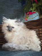 Prachtige sociale Ragdoll kittens blue point & blue mink, Meerdere dieren, Gechipt, 0 tot 2 jaar
