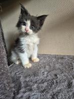 Main coon kittens, Meerdere dieren, Gechipt, 0 tot 2 jaar