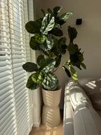 Ficus Lyrata Kunstplant 180cm, Tickets en Kaartjes, Seizoenskaart, Eén persoon