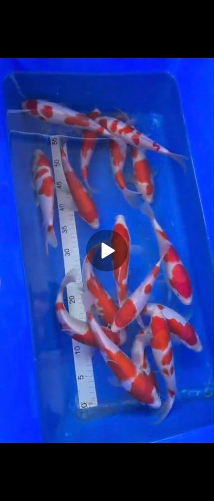 Maruhide kohaku tosai, Karper of Koi