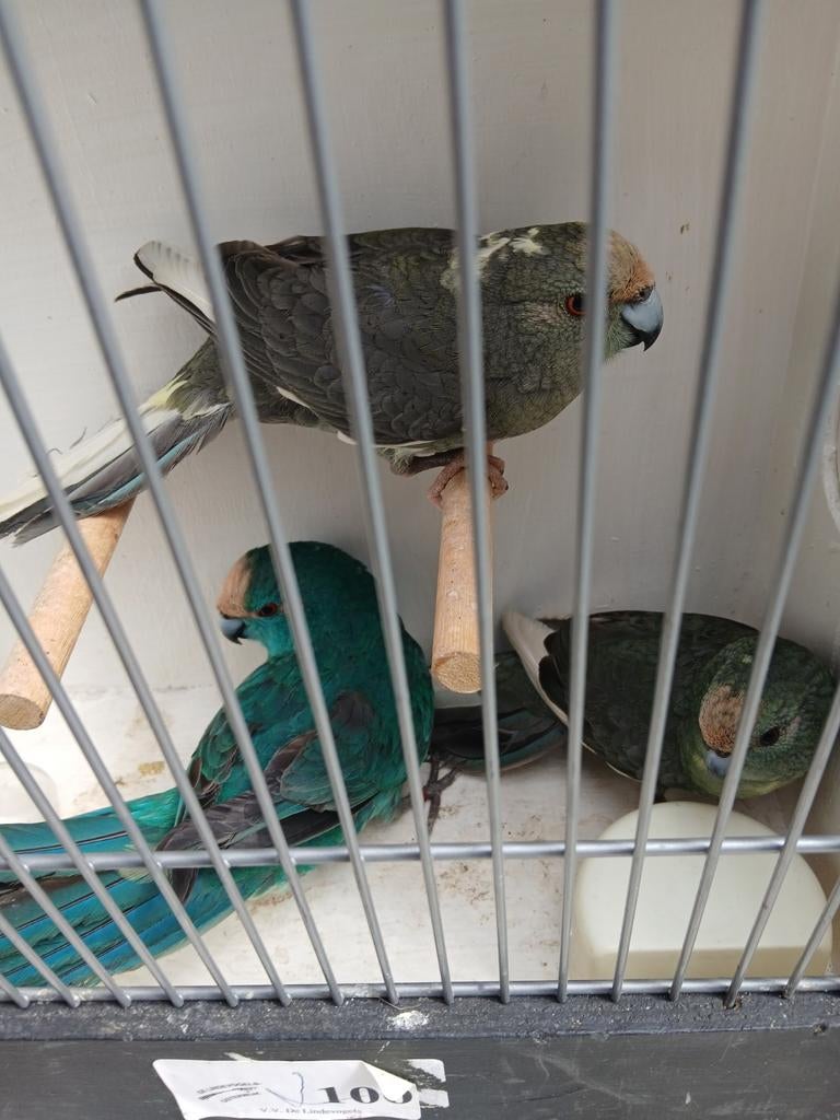 3 mooie kleuren kakarikies, Dieren en Toebehoren, Meerdere dieren, Kleurkanarie