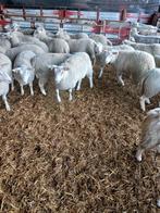 Fokooien, Vrouwelijk, Schaap