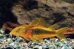 Corydora Peru Gold Stripe - Koidream Valburg, Vis, Zoetwatervis