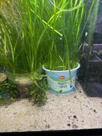 Vallisneria Spiralis, Ophalen, Zo goed als nieuw, Plant(en), Steen of Hout