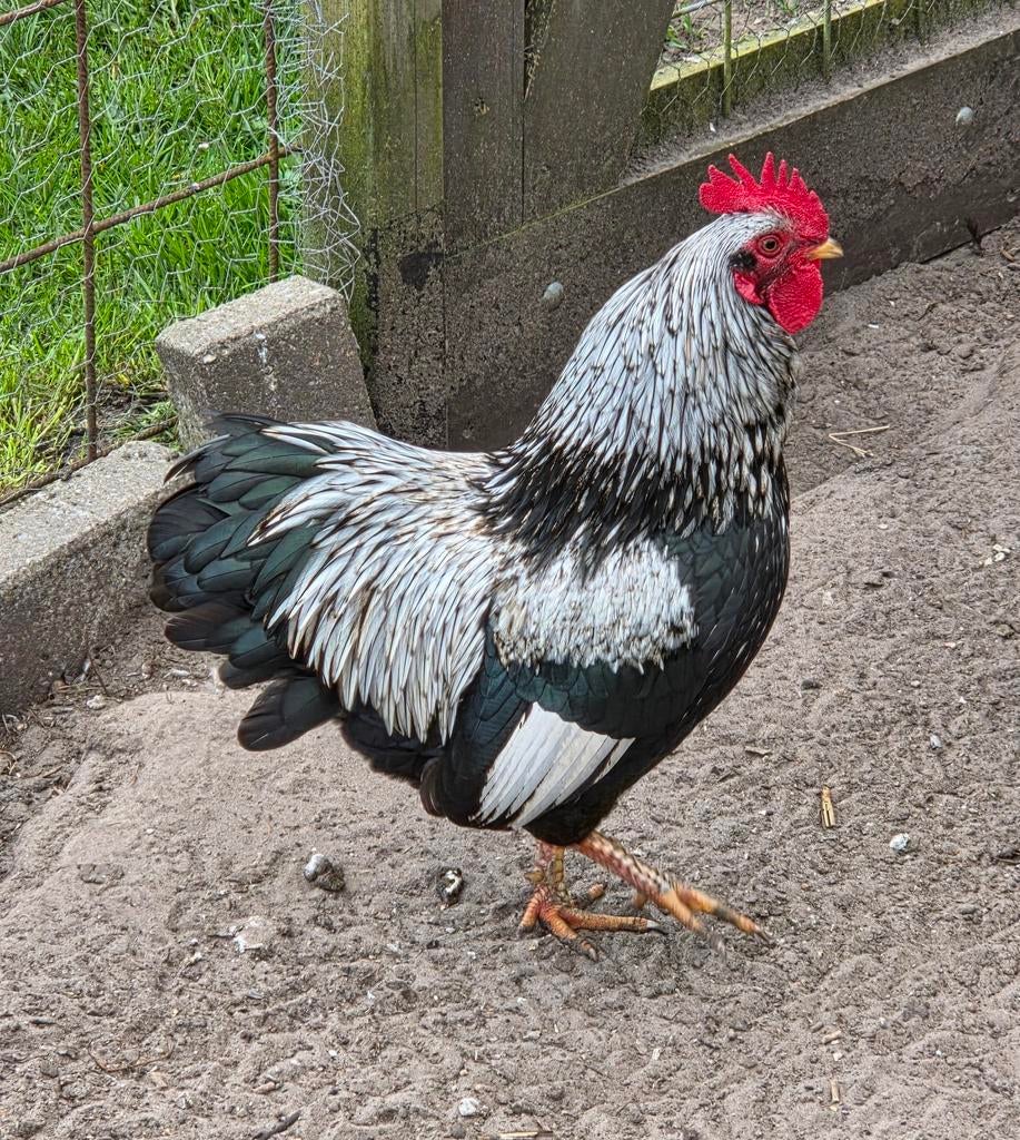 Barnevelder kriel haan, Dieren en Toebehoren, Pluimvee, Mannelijk, Kip