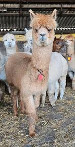 Alpaca merries, Dieren en Toebehoren, April, Meerdere dieren