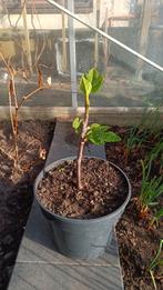 Vijgenplantje, Ophalen