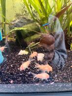 Pantser meerval 5 stuks, Vis