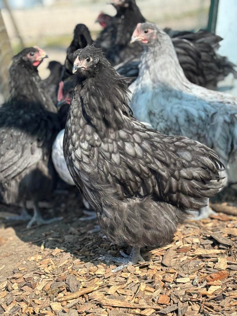 Hennen te koop, Dieren en Toebehoren, Pluimvee, Vrouwelijk, Kip