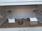 De laatse zebravinken te koop, Dieren en Toebehoren, Ophalen of Verzenden, Nieuw, Hout, Volière