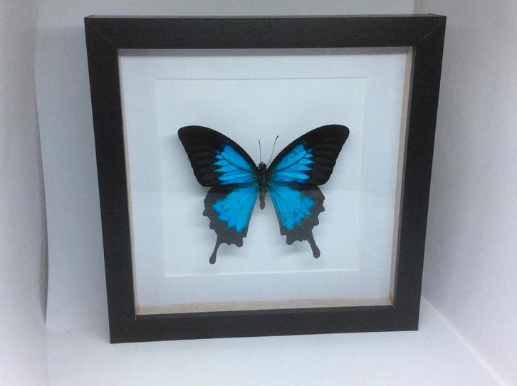 vlinder  Papilio ulysses, Verzamelen, Dierenverzamelingen, Nieuw, Opgezet dier, Insect, Ophalen of Verzenden