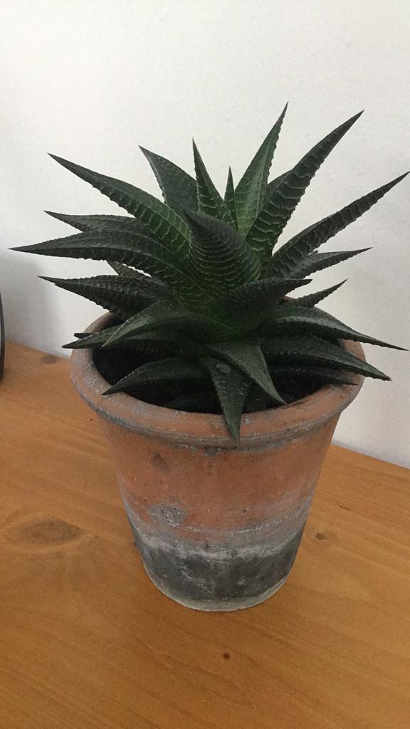 Haworthia vetplant in oud Frans terracotta potje, In pot, Minder dan 100 cm, Groene kamerplant, Halfschaduw