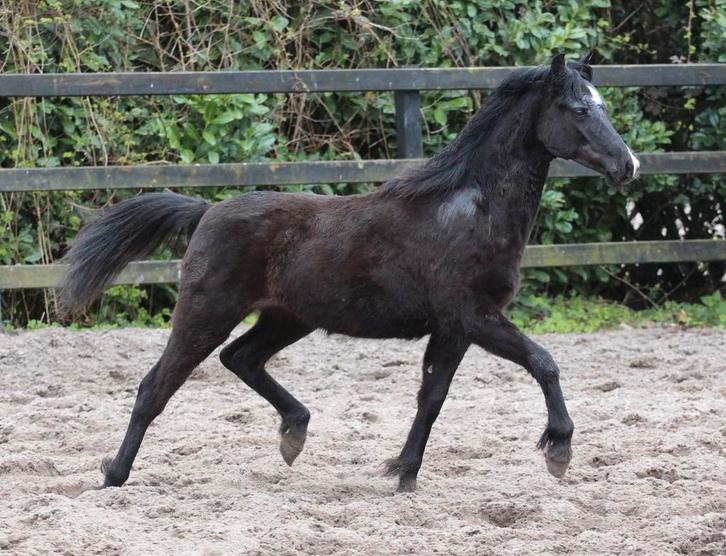 Drie mooie Welsh A & B jaarling hengsten, Dieren en Toebehoren, Pony's, Hengst, Onbeleerd, B pony (1.17m tot 1.27m), 0 tot 2 jaar