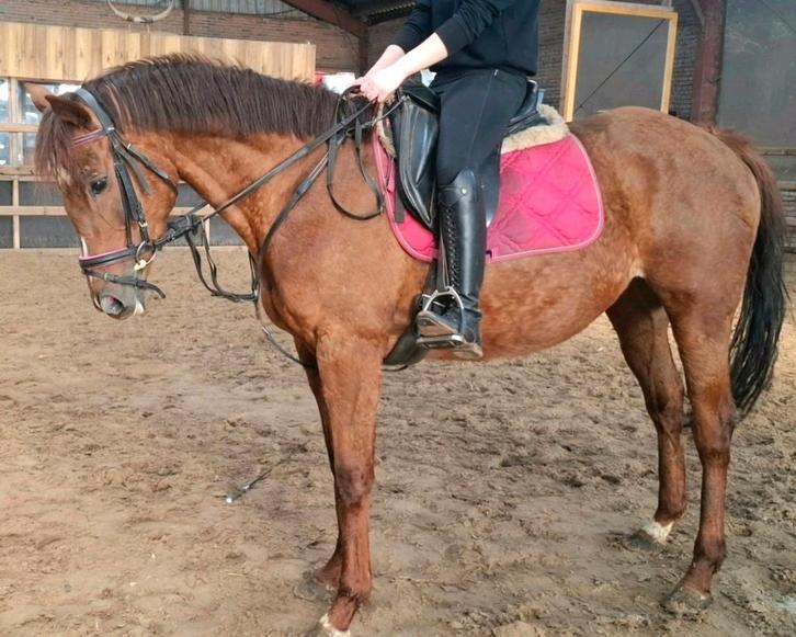 Brave 10 jr allrounder ca 1,56mtr(recreatie-manege-sport), Dieren en Toebehoren, Pony's