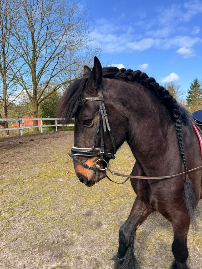 Stalling gezocht voor 3 paarden, Dieren en Toebehoren, Stalling en Weidegang, Stalling