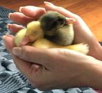 gesekste kuikens loopeenden raszuiver, Dieren en Toebehoren, Meerdere dieren, Eend