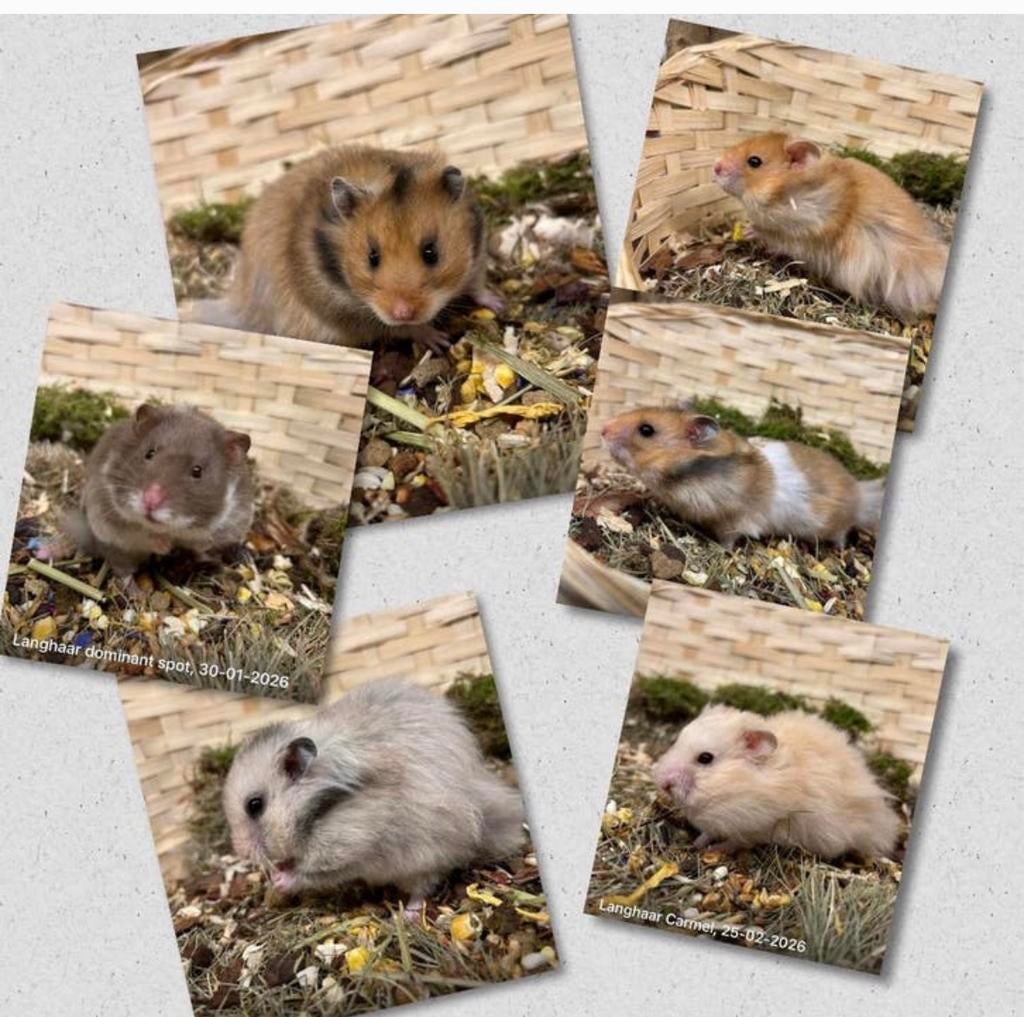 Jonge supper tamme langharige goudhamster (man) (van fokker), Hamster, Februari, Mannelijk, Tam