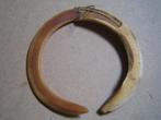 Wild Zwijn Armband, Asmat, Papua Nieuw Guinea, Antiek en Kunst, Ophalen of Verzenden