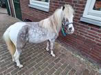 minipaardje, Met stamboom, Ruin, Niet van toepassing, A pony (tot 1.17m)