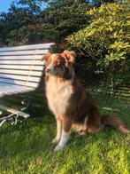 Eerste nestje Australian Shepherd pups, Overige rassen, 8 tot 15 weken, Parvo, Meerdere