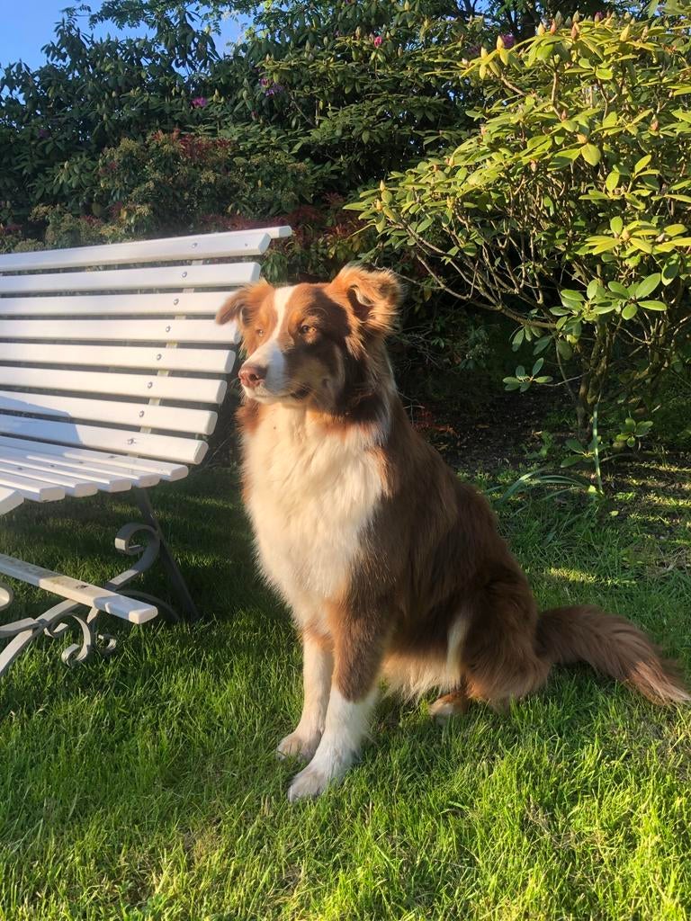Eerste nestje Australian Shepherd pups, Dieren en Toebehoren, Honden | Herdershonden en Veedrijvers, Meerdere dieren, Overige rassen