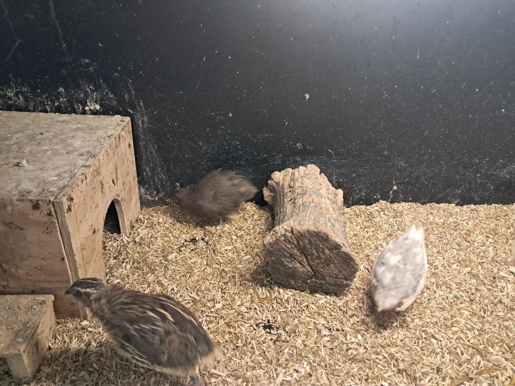 2 leuke japanse mannetjes kwartels, Dieren en Toebehoren, Mannelijk