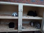 Hangoor konijnen dwerg en franse, Dieren en Toebehoren, Konijnen