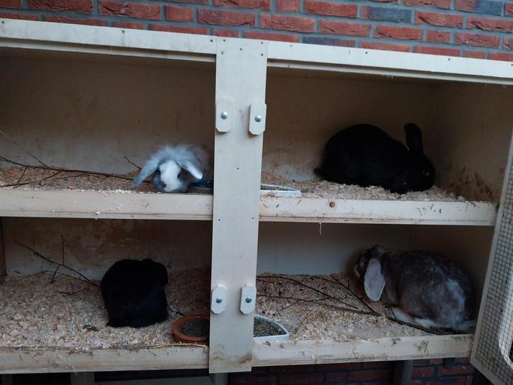 Hangoor konijnen dwerg en franse, Dieren en Toebehoren, Konijnen