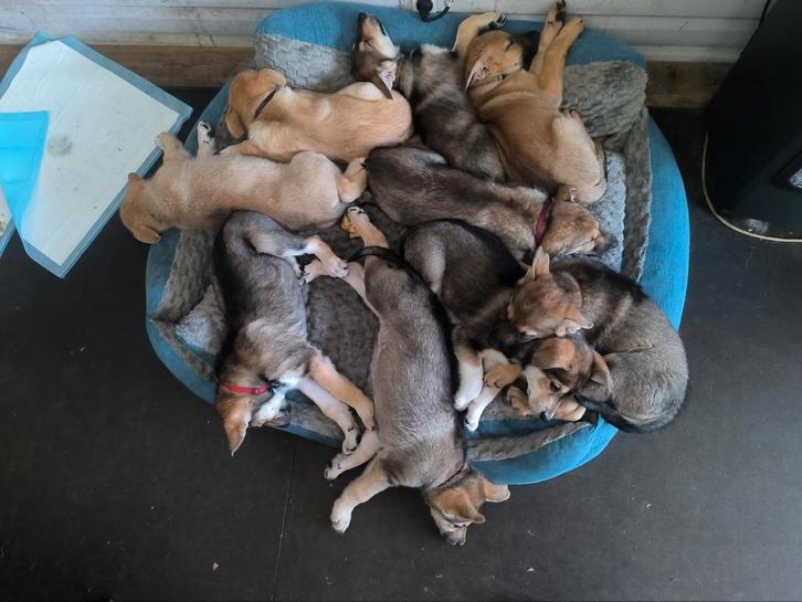 Tsjechoslowaakse wolfhond x Mechel kruizing pups puppies, Dieren en Toebehoren, Honden | Herdershonden en Veedrijvers, Meerdere dieren