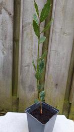 Laurier plant, Ophalen, Minder dan 100 cm, Overige soorten