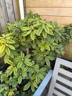 Rhododendron met veel knoppen, Vaste plant, Halfschaduw, Lente, Ophalen
