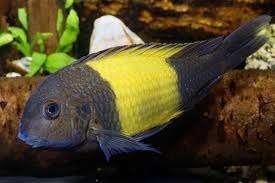Tropheus moorii kaiser ikola F1 - Koidream Valburg, Dieren en Toebehoren, Vissen | Aquariumvissen, Vis, Zoetwatervis