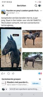 Paarden, Dieren en Toebehoren, Paarden, Merrie, Zadelmak, 3 tot 6 jaar, 160 tot 165 cm