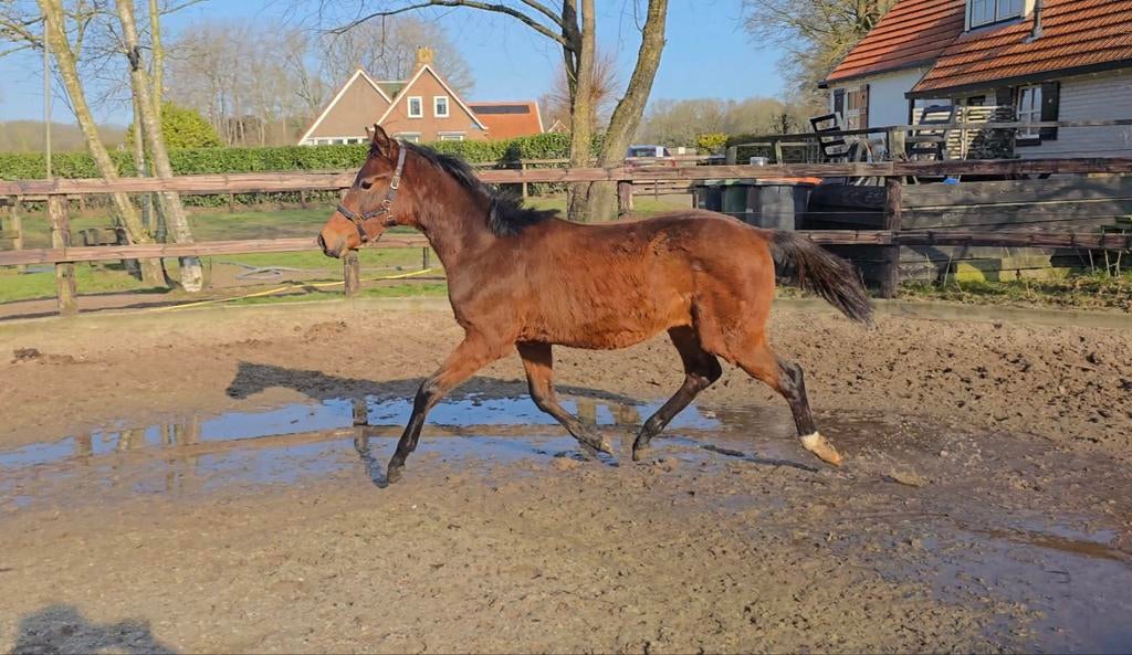 Jaarling dressuurhengst, Dieren en Toebehoren, Paarden, Met stamboom, Niet van toepassing, Dressuurpaard, 0 tot 2 jaar