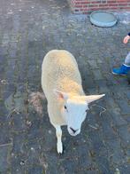 Te koop 2 ooi lammetjes GD gecertificeerd 75% engelse texela, Dieren en Toebehoren, Schapen, Geiten en Varkens, Vrouwelijk, Schaap