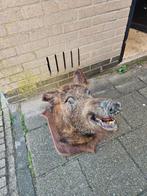 Opgezette everzwijn kop taxidermy, Ophalen, Zo goed als nieuw, Wild dier, Opgezet dier