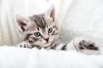 GEZOCHT: kitten kater, Dieren en Toebehoren, Kater
