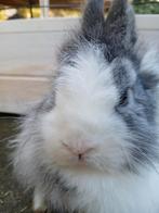 Mannetje konijn, Dieren en Toebehoren, Konijnen, Mannelijk