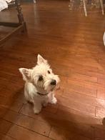 Dekreu Scotch Terrier gezocht, Teef, Eén hond, 3 tot 5 jaar, Nederland