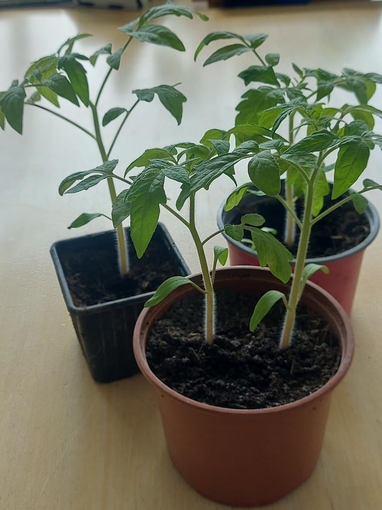 Groenteplanten, Tuin en Terras, Ophalen, Eenjarig, Groenteplanten, Volle zon