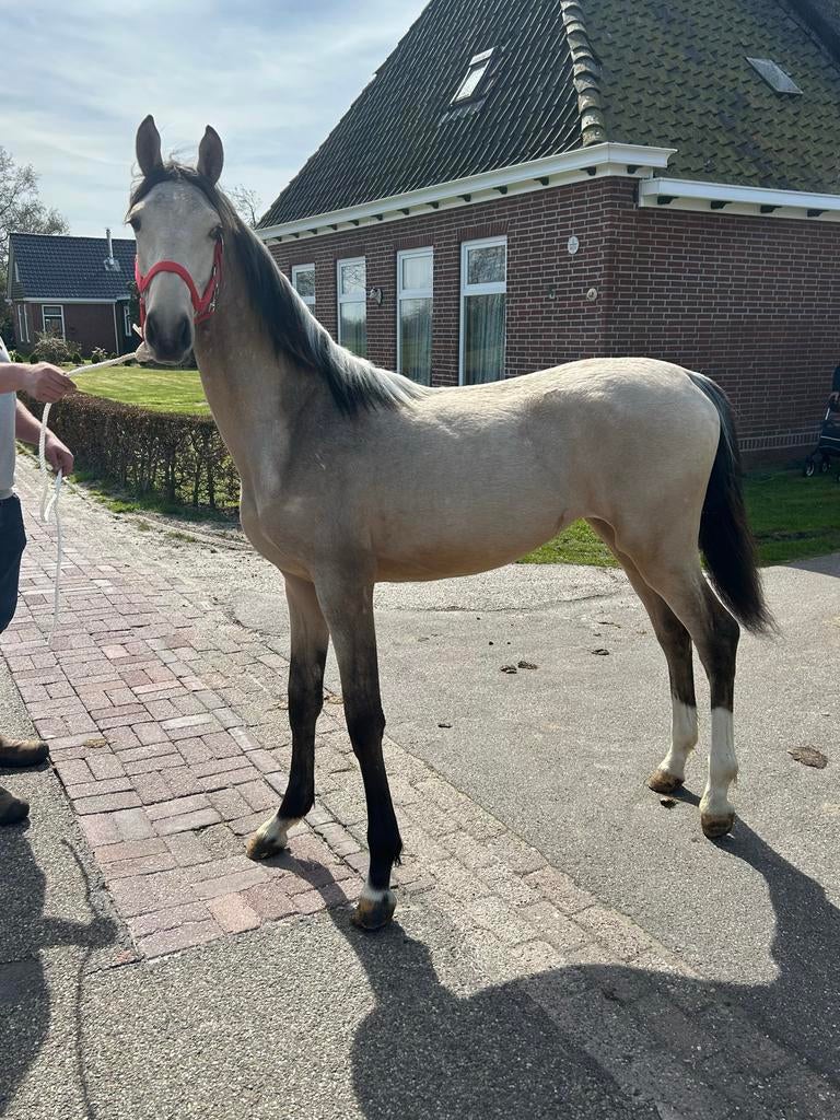 Zeer aparte Valk Enter merrie, Merrie, 0 tot 2 jaar, 170 tot 175 cm, Onbeleerd