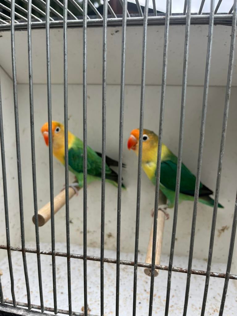 Bewezen Koppel Agapornis Fischeri 2024 Geringd., Dieren en Toebehoren, Vogels | Parkieten en Papegaaien, Meerdere dieren, Dwergpapegaai of Agapornis