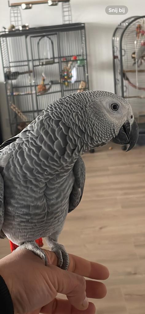 Grijze roodstaart, Mannelijk, Papegaai, Tam