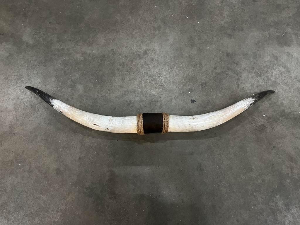 Longhorn, bullbar 140 cm mancave texas Longhorn, Ophalen, Nieuw, Overige soorten, Gewei of Kop